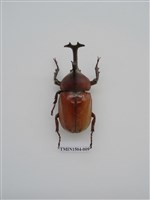 藏品(獨角仙)的圖片